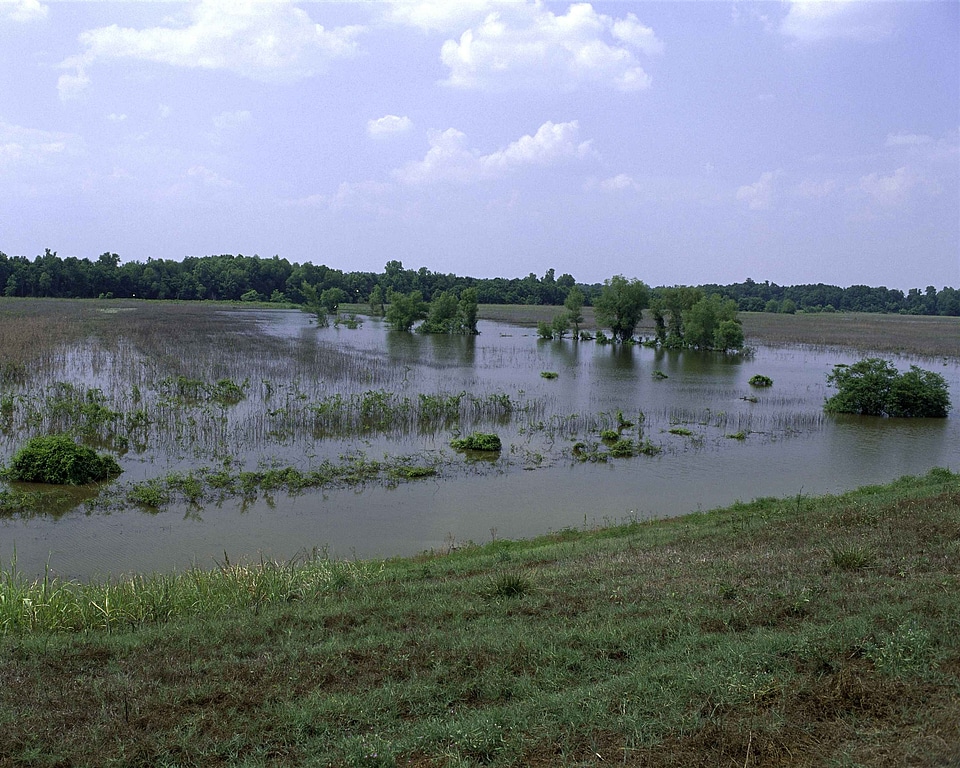 Domestic marsh nature
