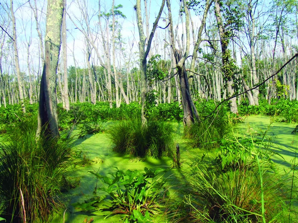 Camp crops greenery