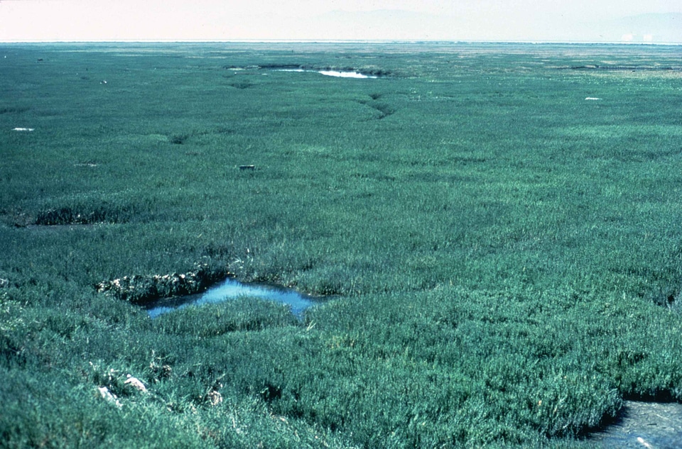 Marsh sale salt marsh