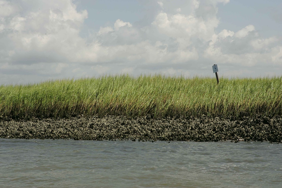Greenery marsh vegetation