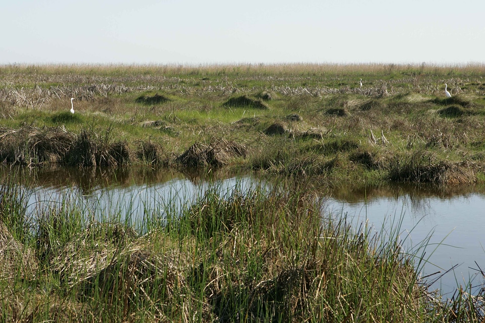 Area grass plants marsh