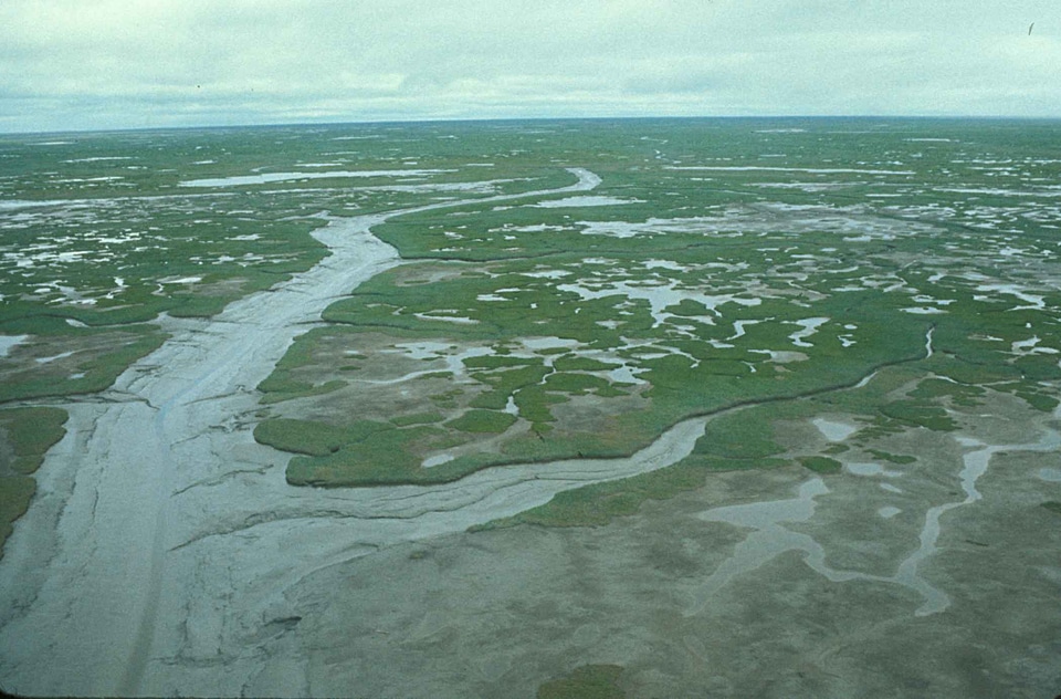 Area greenery marsh