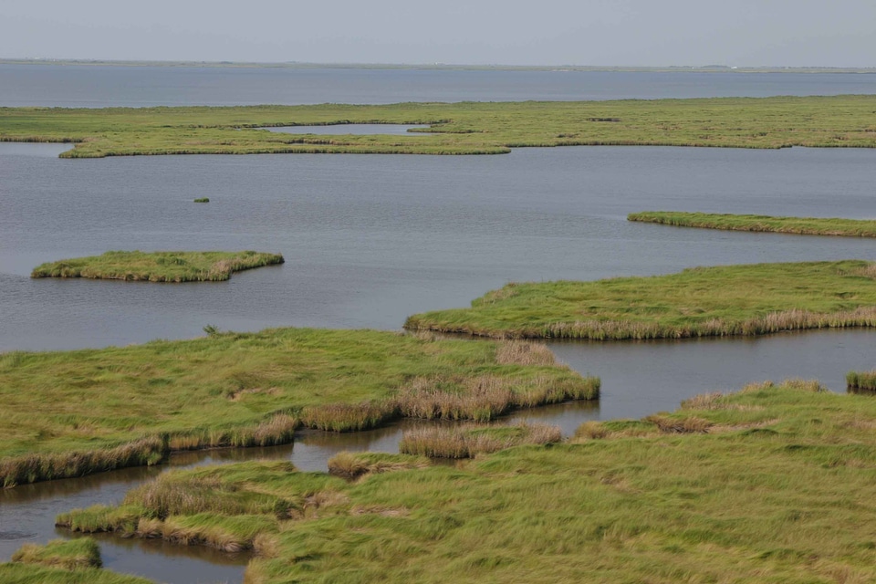 Marsh perspective wetland