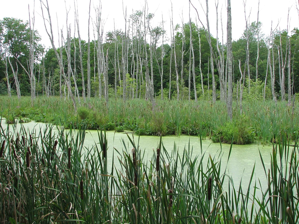 Crops grass plants greenery