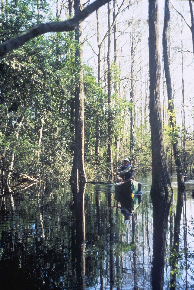 Canoe forest marsh