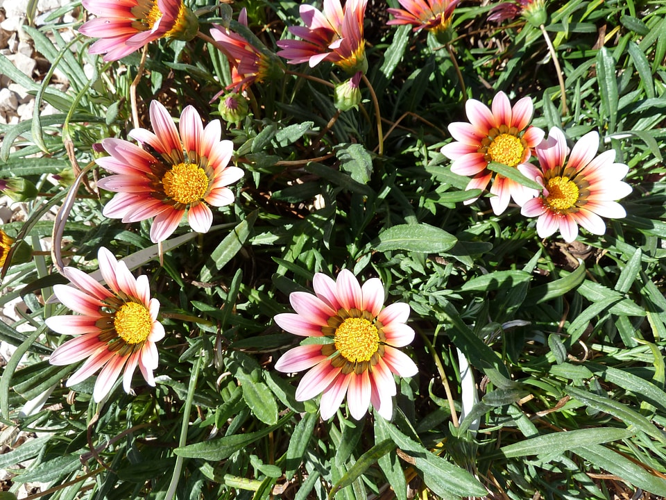 Blossom floral bloom