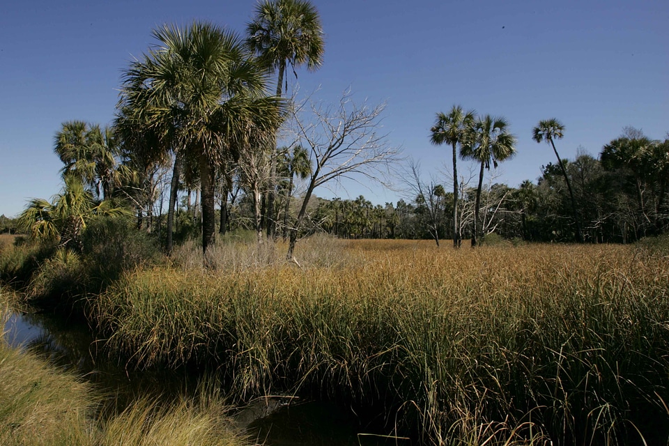 Marsh marshlands scenic