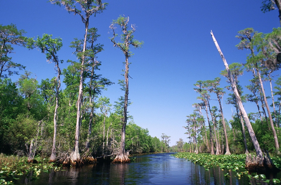 Cypress marsh Taxodium distichum