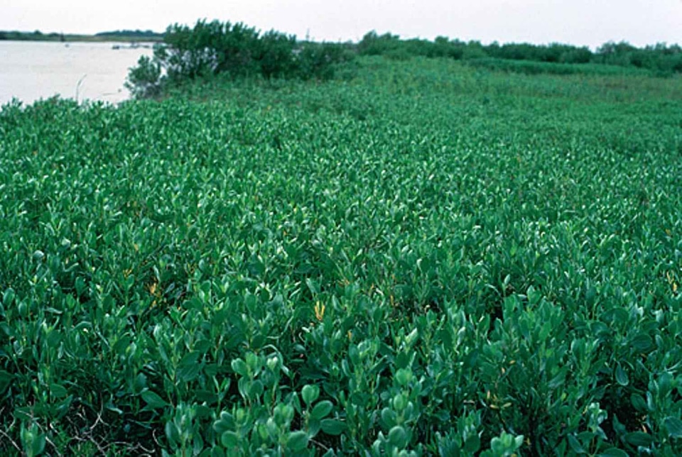 Black black mangrove mangle