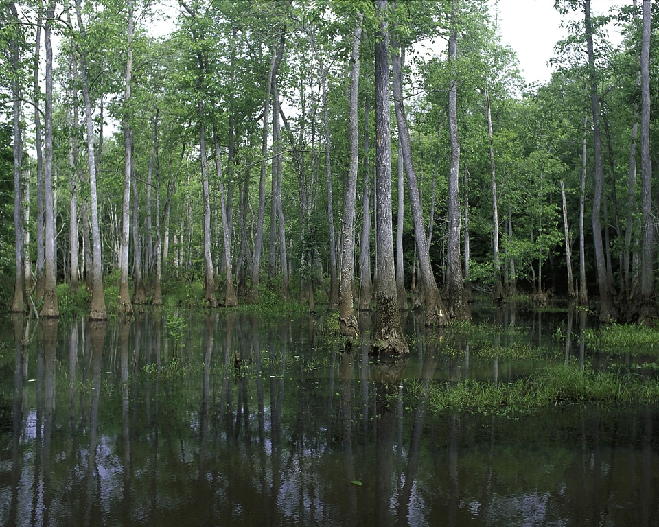 Domestic marsh nature