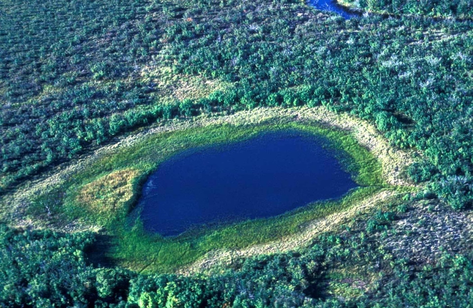 Perspective pond wetland