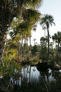Aquatic background environment