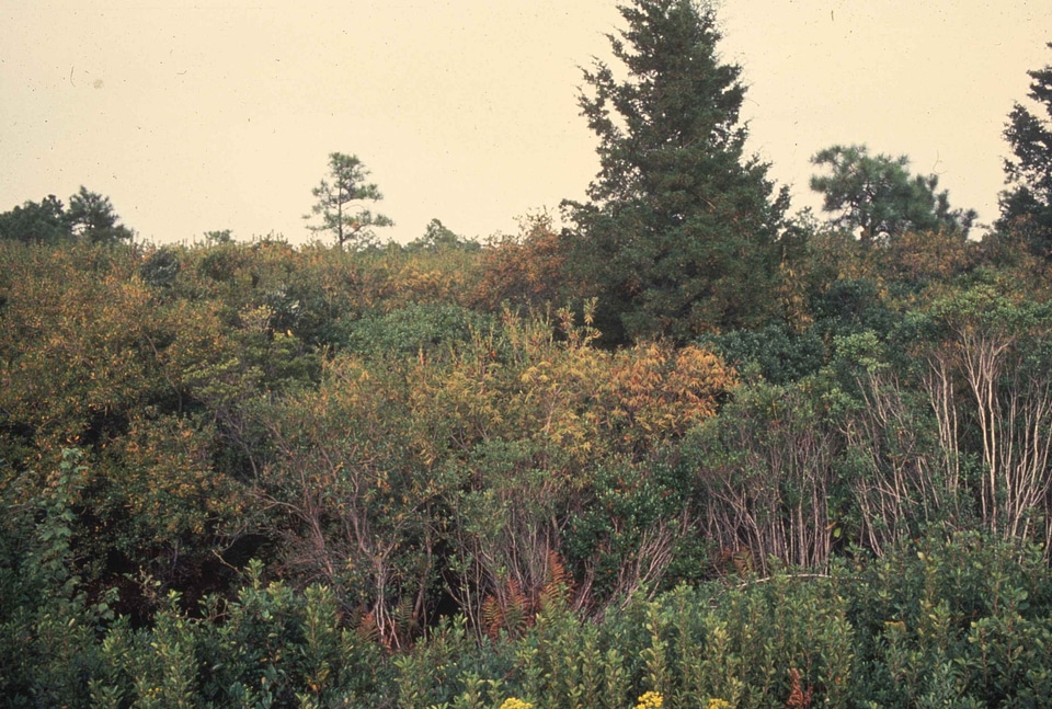 North shot wetland