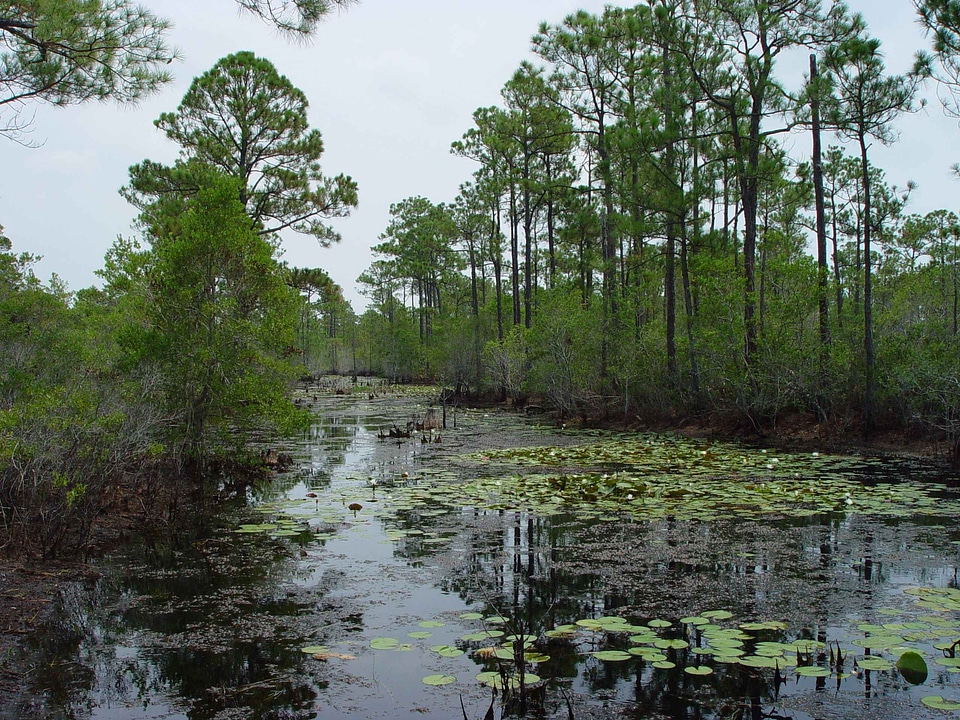 Marsh scenic sight