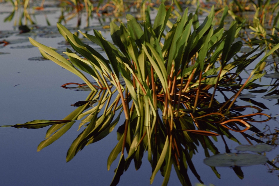 Close perspective vegetation