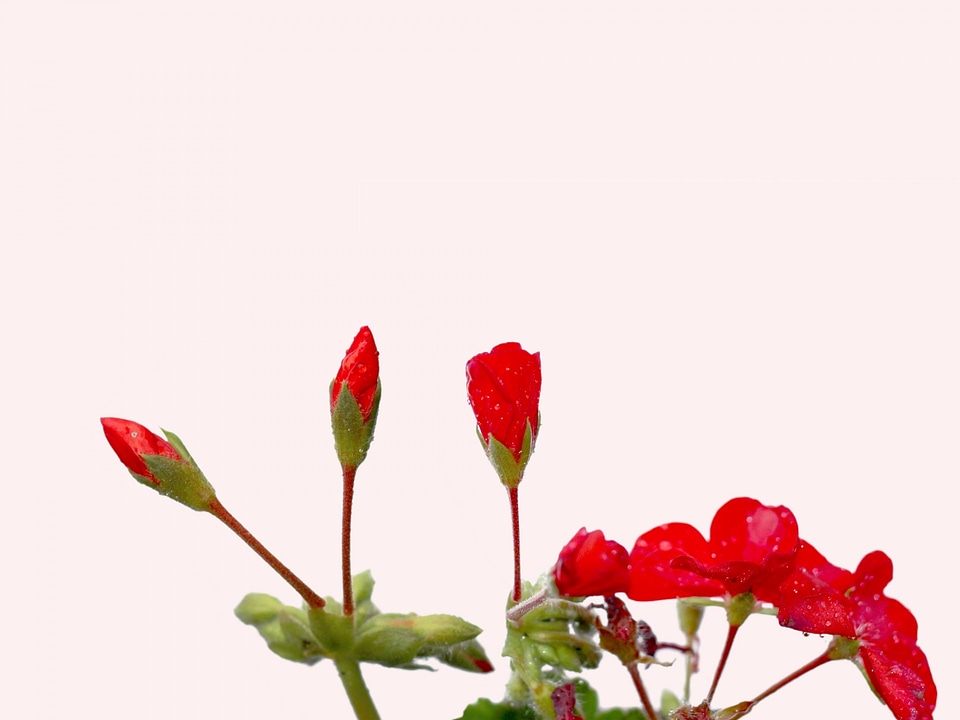Flowers isolated red