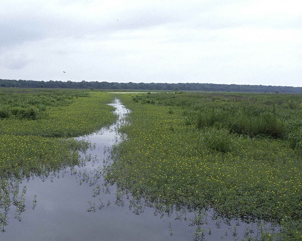 Campaign nature river