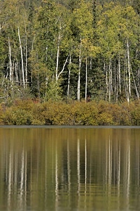 Reflection river trees