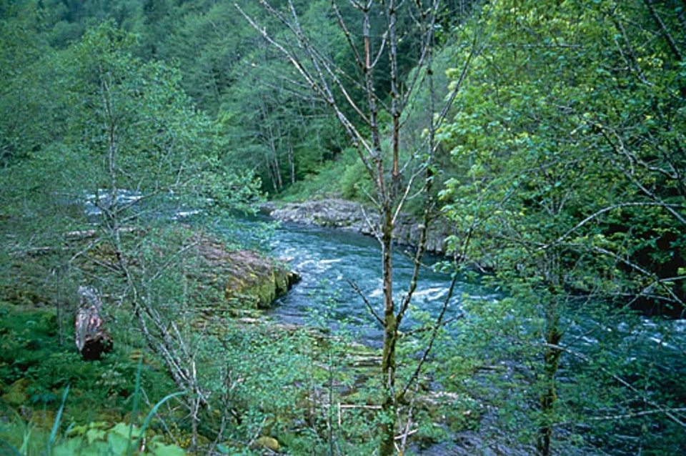 Forest greenery mountain