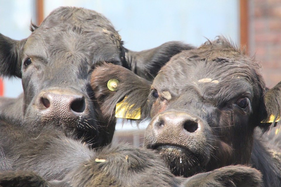 Agriculture cow milk