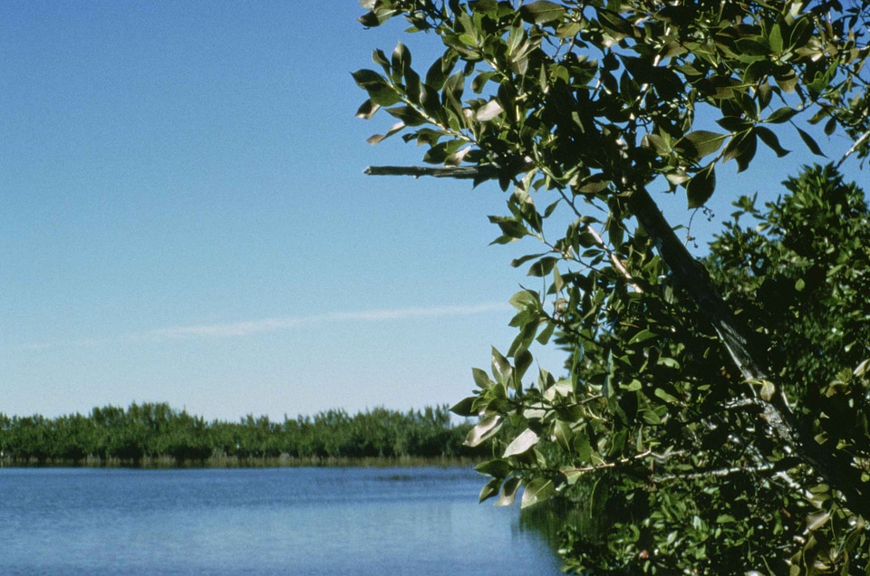 Background foreground greenery