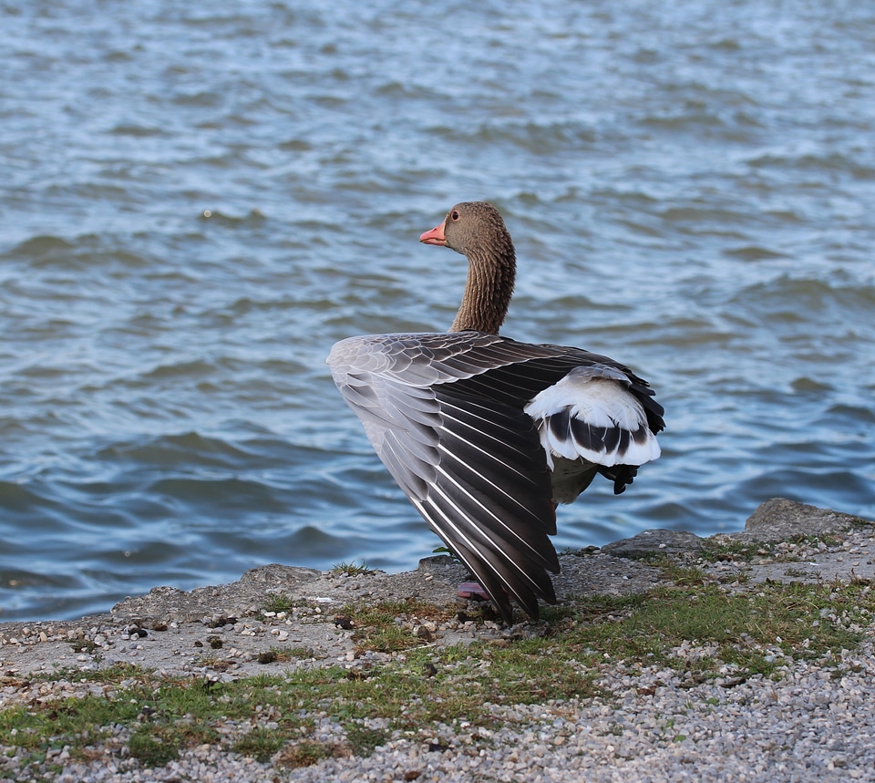 Water bird wing poultry