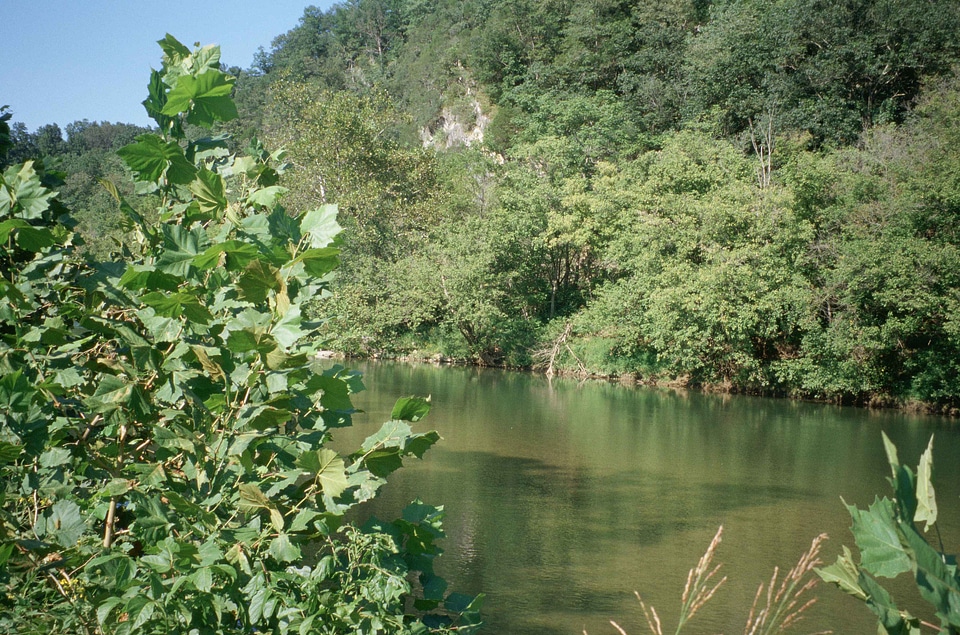 Greenery river vegetation