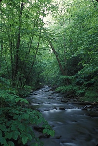 Plethodon Nettingi region river