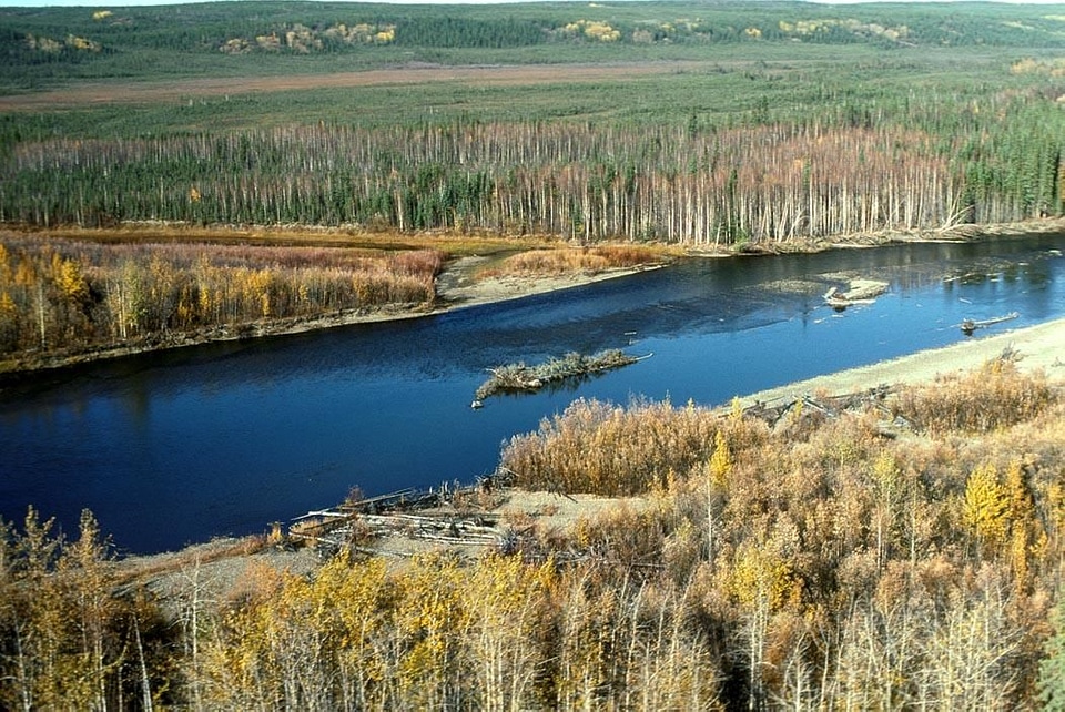 Beaver countryside river