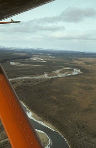 Arctic domestic nature