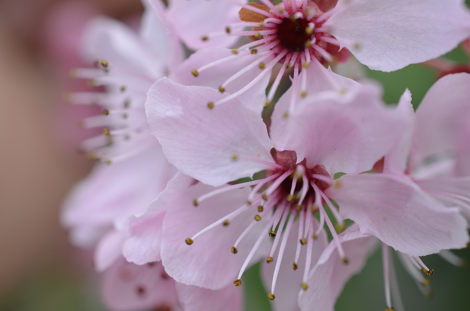Blossom bloom pink