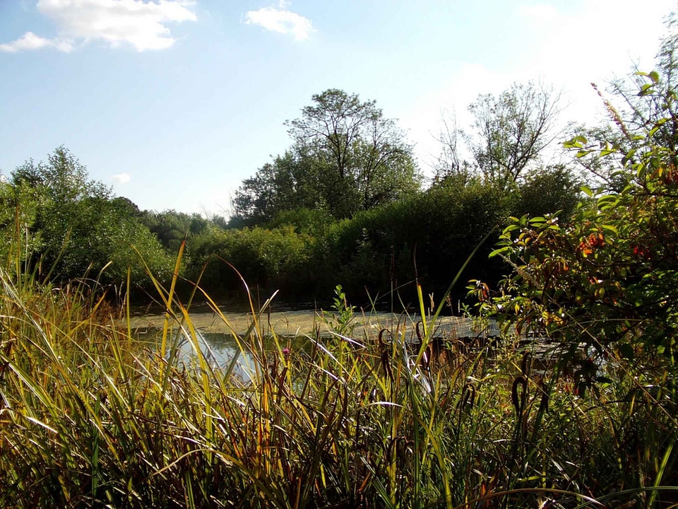 Habitat lake nature