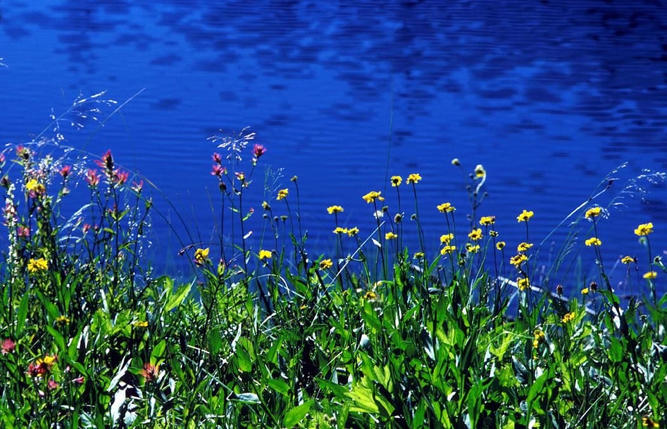 Lake nature 