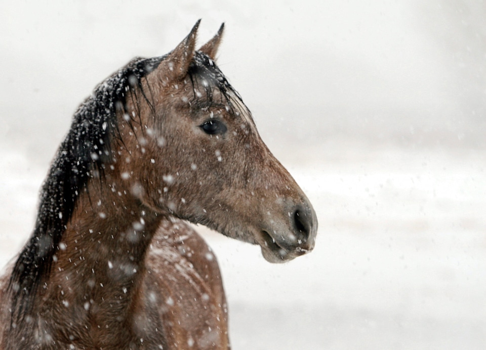 Nature equestrian farm