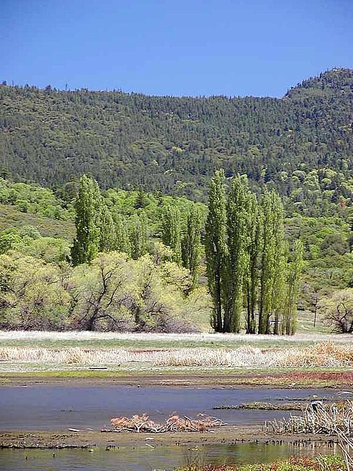 Greenery lakes trees