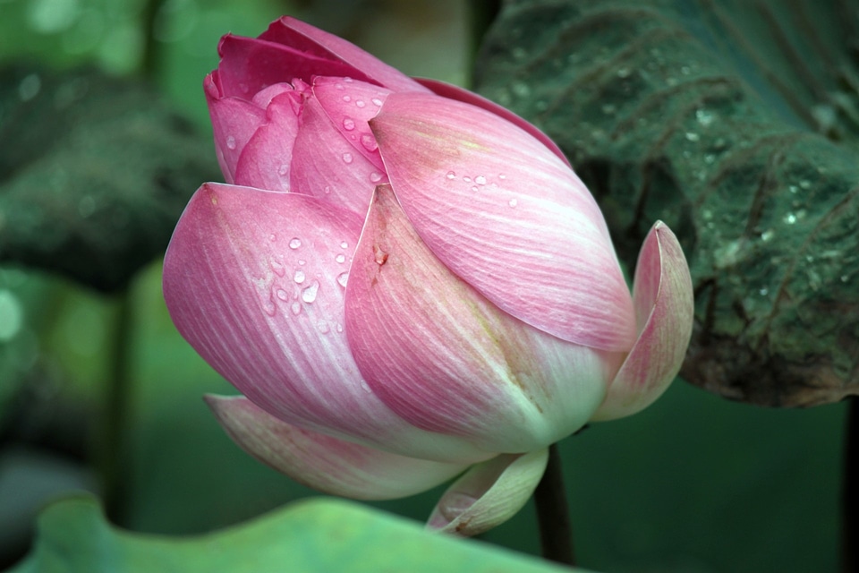 Blooming buds opening