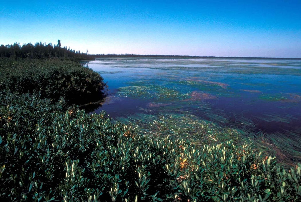 Aquatic lake vegetation