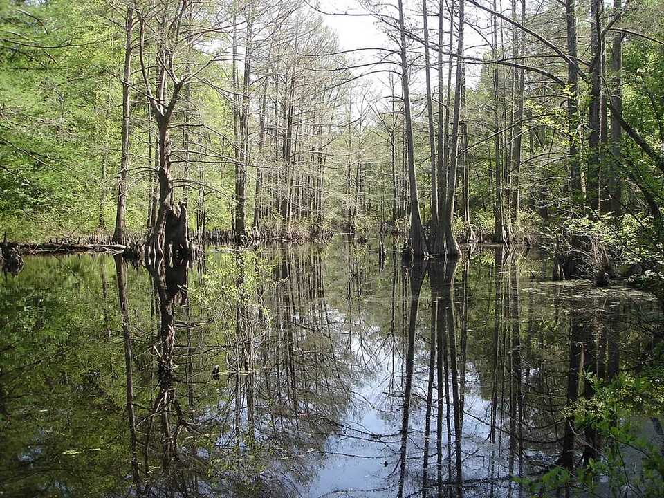 Forest lake 