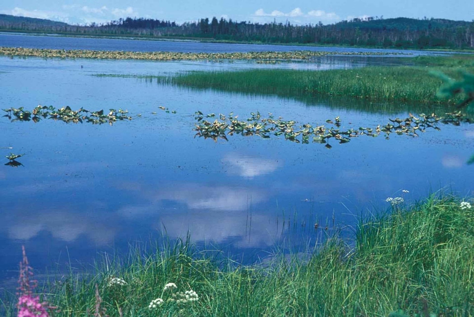 Afternoon estate lake