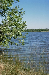Greenery water 