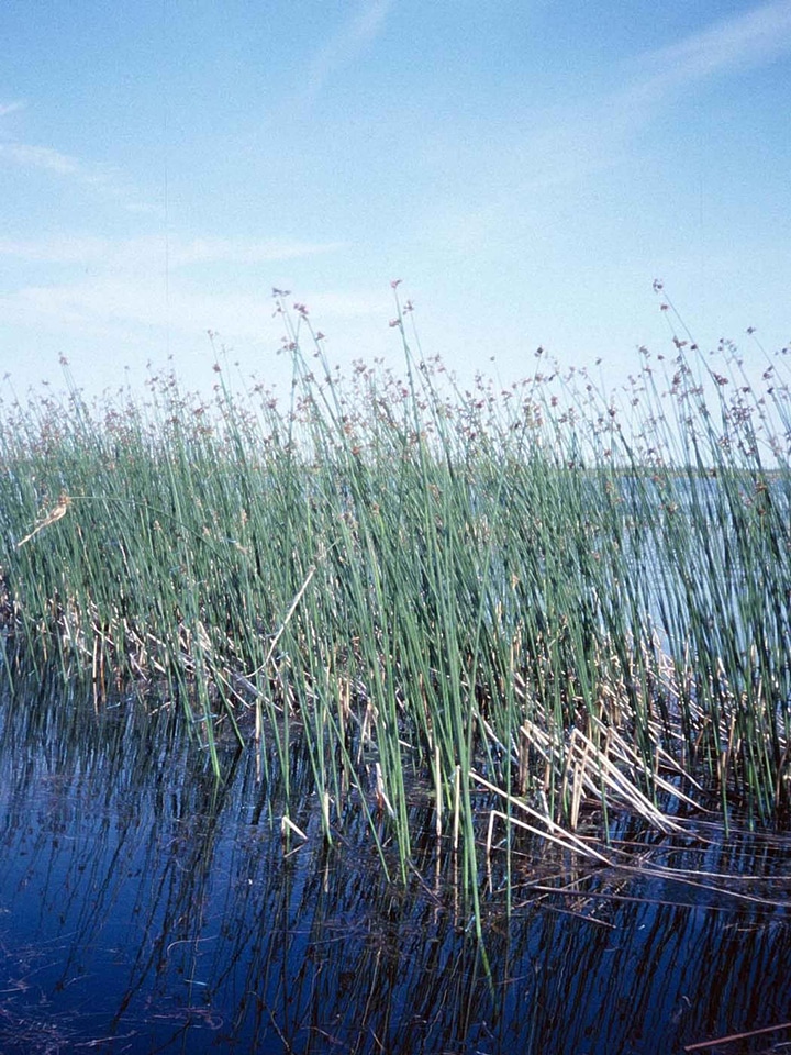 Lakes Typha latifolia 