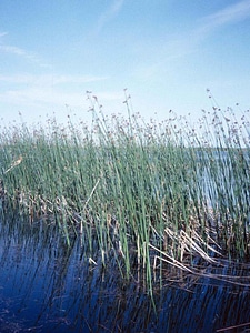 Lakes Typha latifolia 