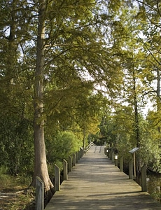Boardwalk river scuppernong