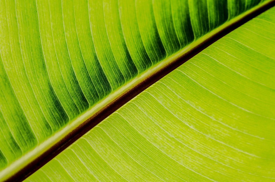 Seasons plant background