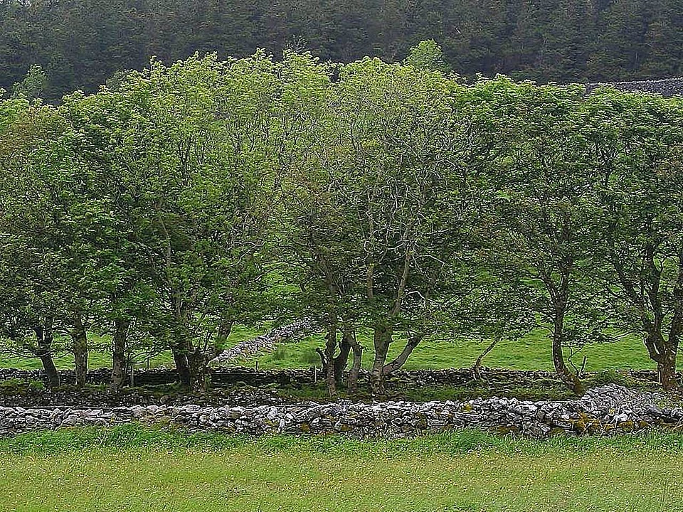 Park trees 