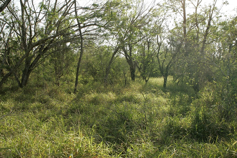 Crops greenery habitat