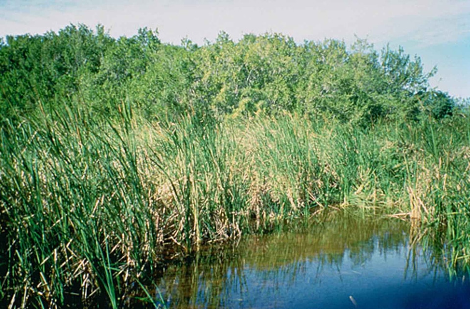 Domestic national park park