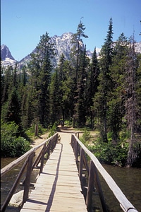 Domestic forest great
