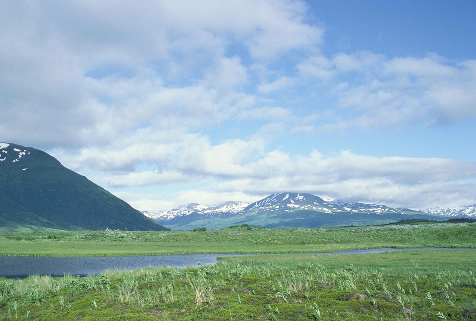Alaska bearing countryside