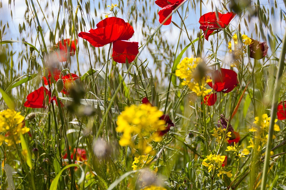 Flower nature red